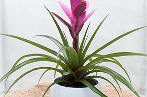 Tillandsia